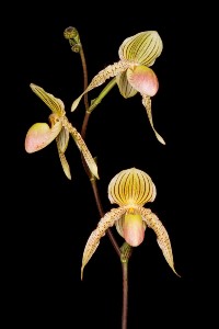 Paph. Prime Child Minh Yen AM 82 pts.